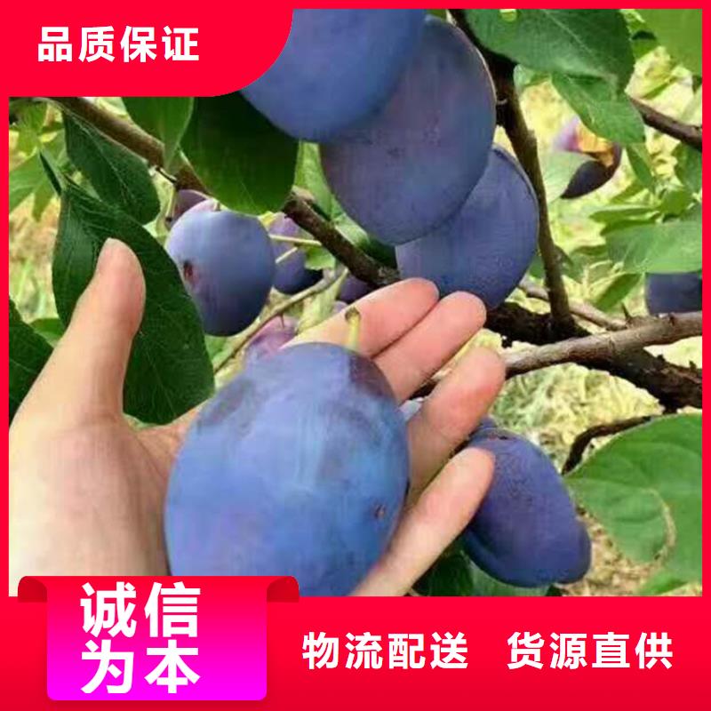李子【苹果苗】贴心服务