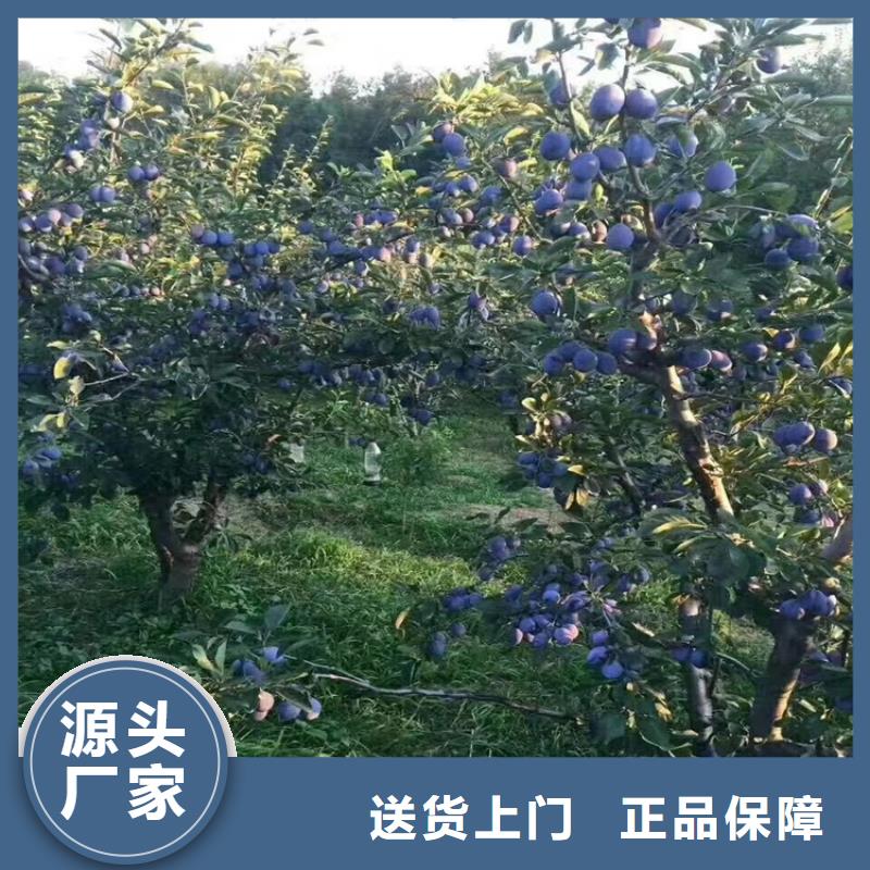 李子石榴树苗厂家售后完善