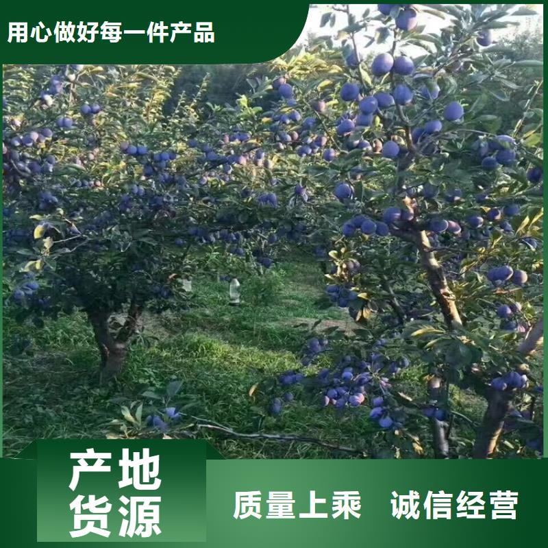 李子板栗苗为您精心挑选