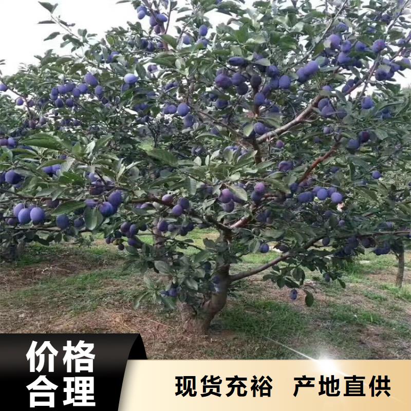 李子【桃树苗】实拍展现