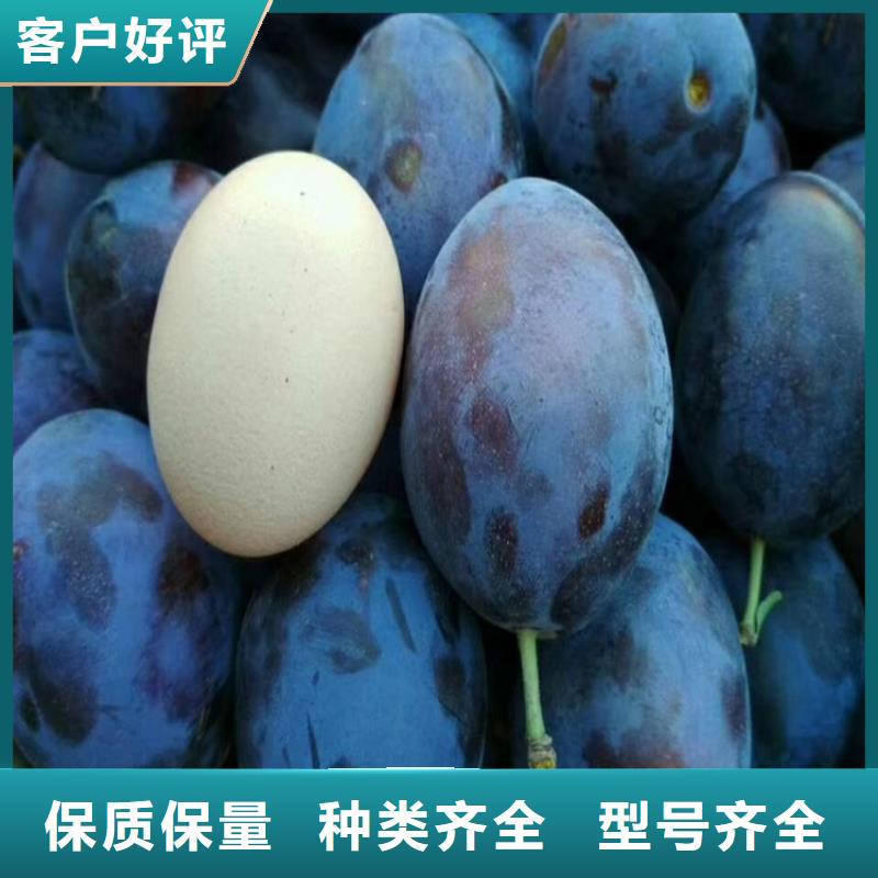 李子3公分软籽石榴苗好货直供