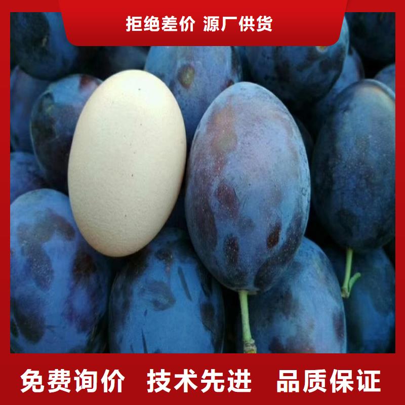 李子-樱桃苗按需定制真材实料