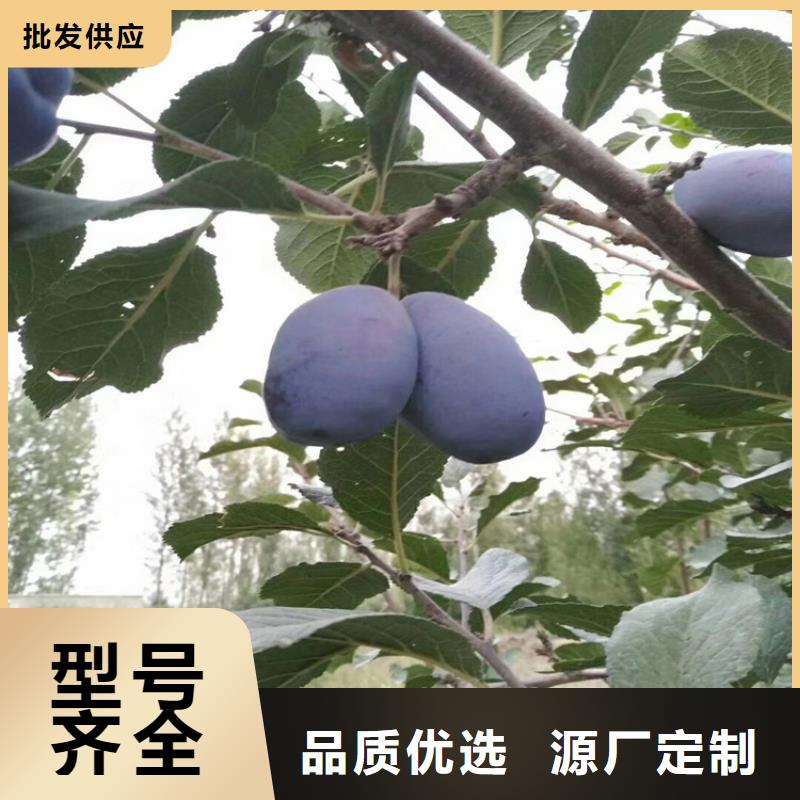 李子【蓝莓苗】支持定制