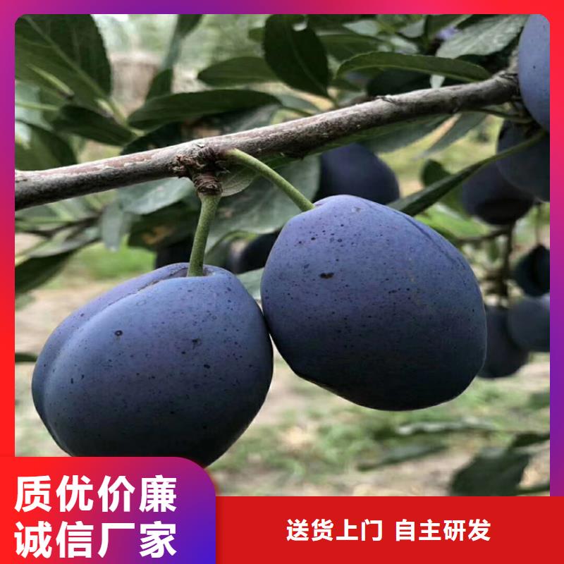 李子_苹果苗严选用料