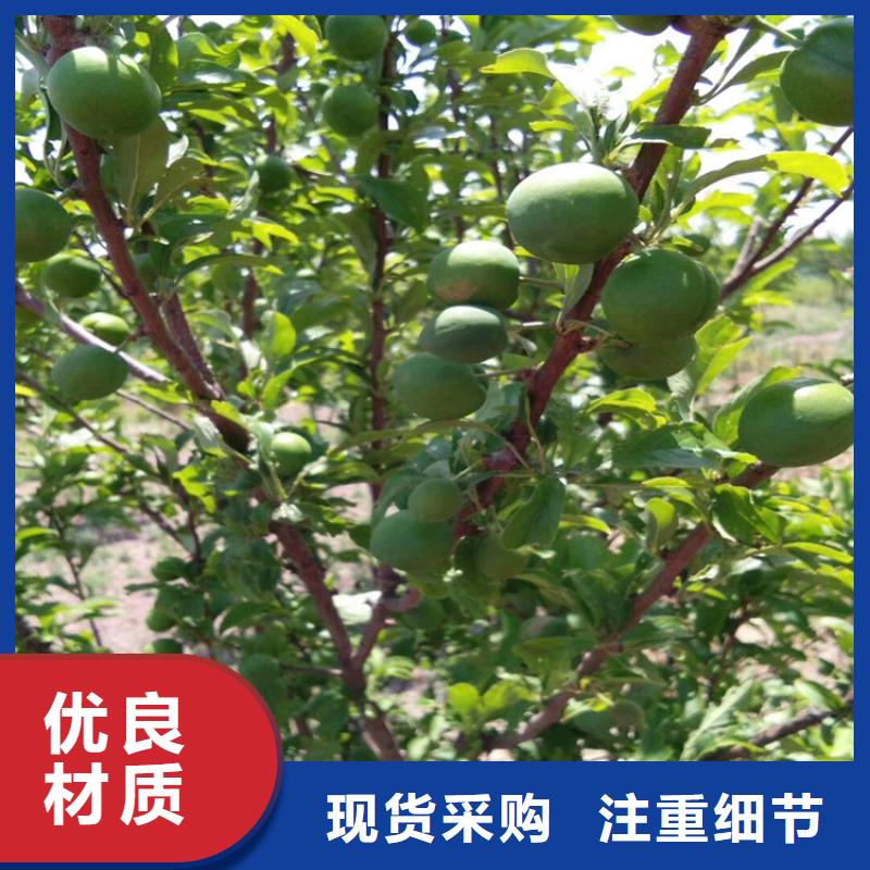 【李子桃树苗货真价实】