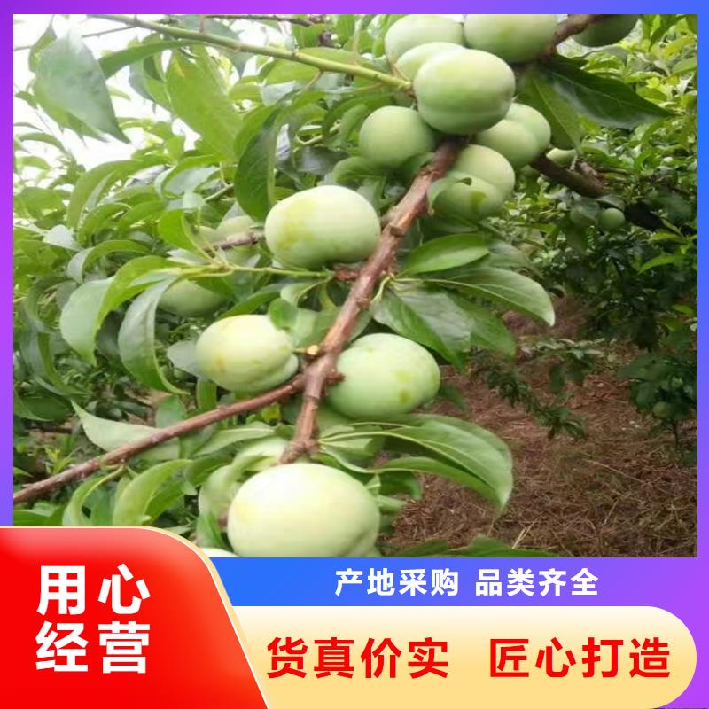 李子【板栗苗】量少也做