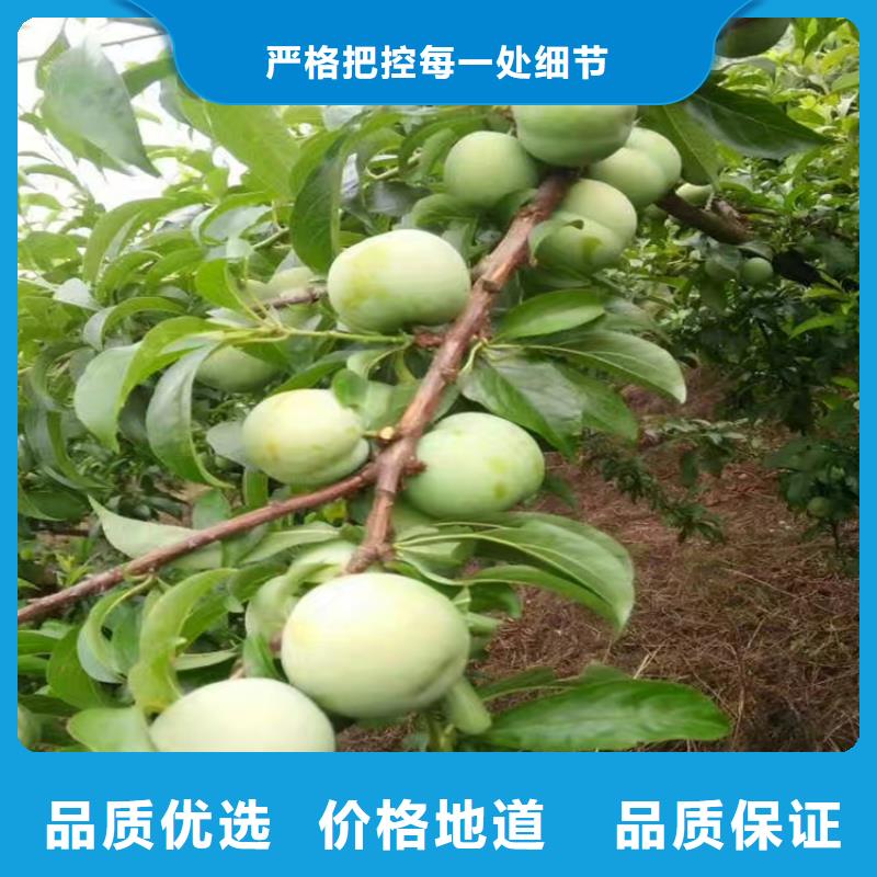 李子【桃树苗】实拍展现