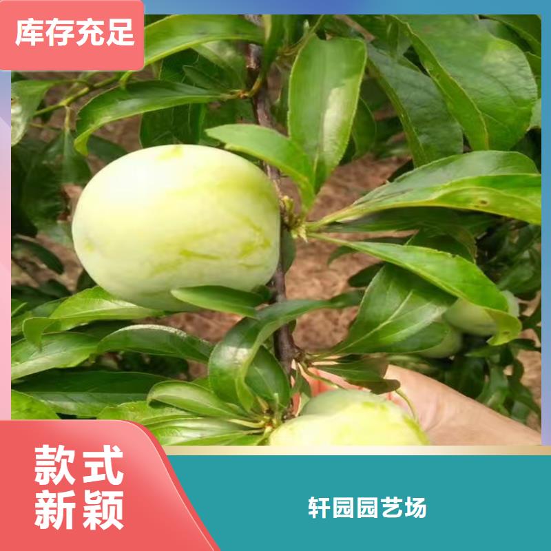 李子-樱桃苗按需定制真材实料
