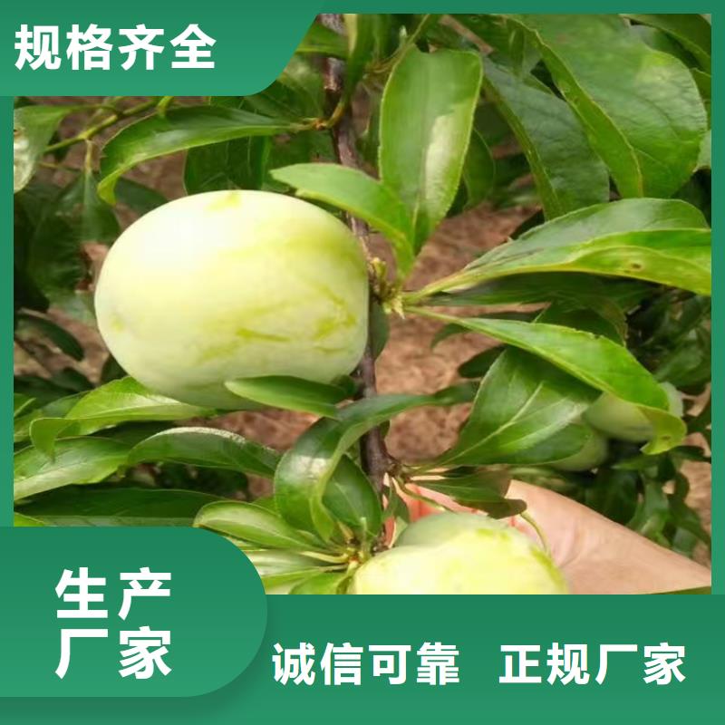 李子无花果苗用心经营