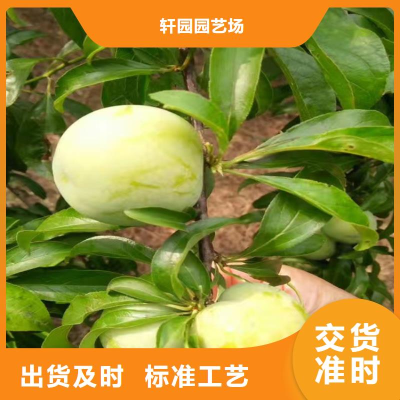 李子【石榴树】品质优选