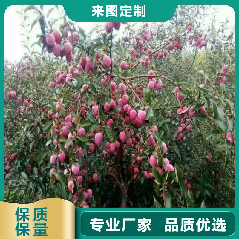 李子樱桃苗拥有多家成功案例