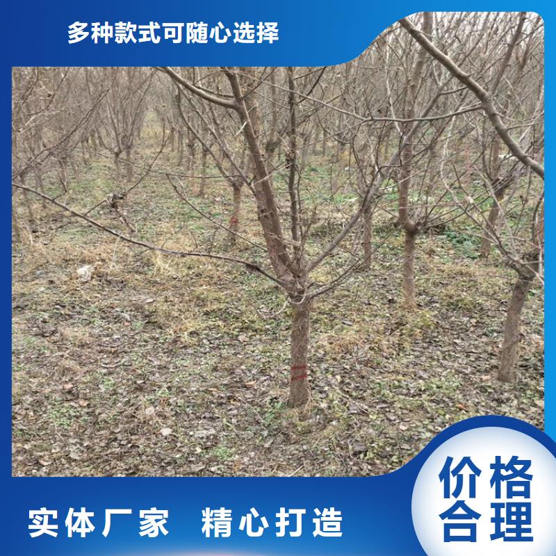 李子苹果苗质量检测