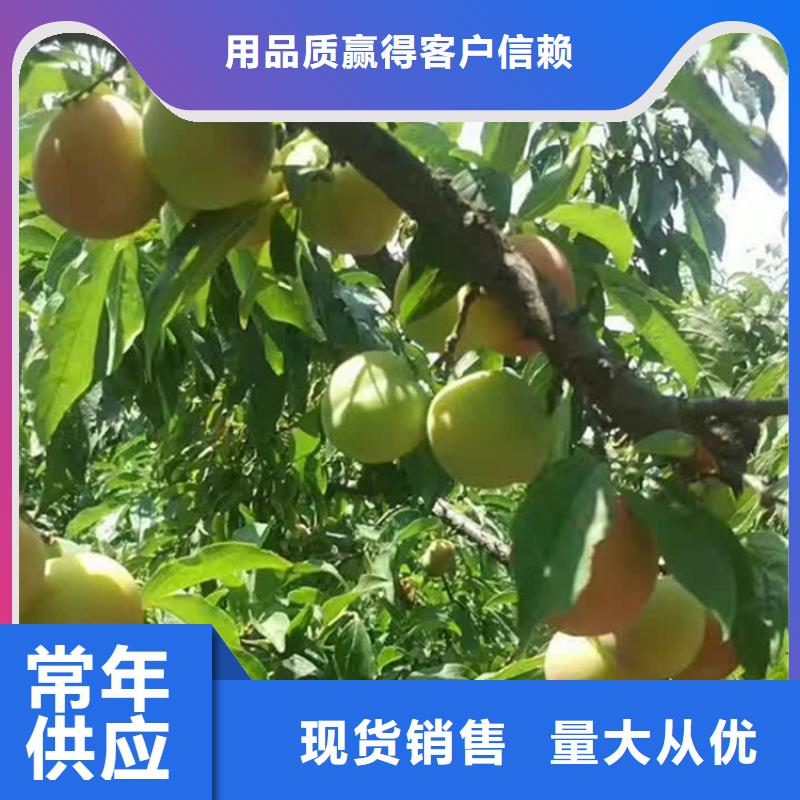 李子苹果苗本地配送