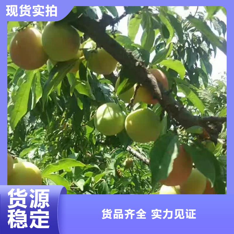 李子【苹果苗】贴心服务