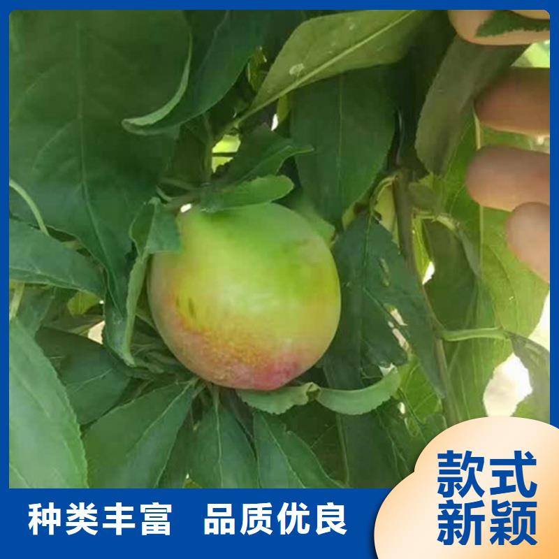 李子草莓苗优质材料厂家直销