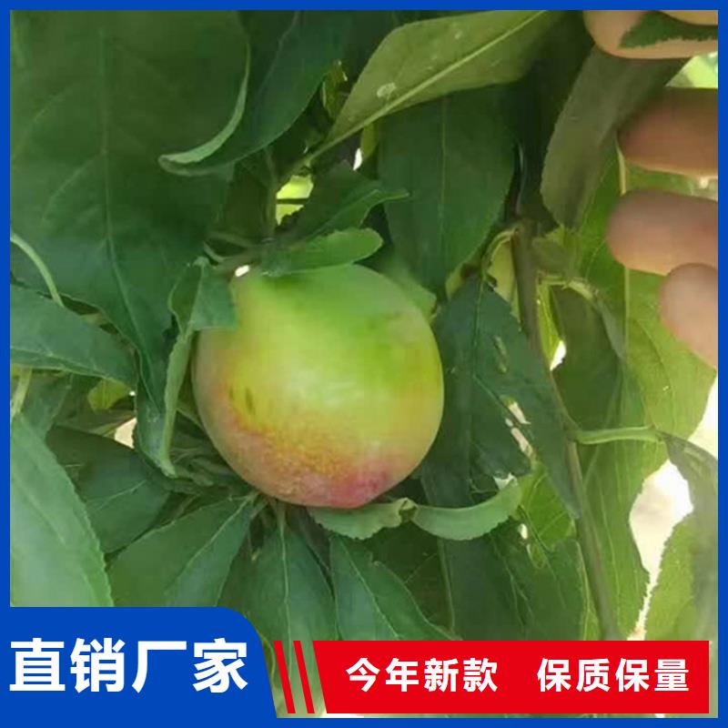 李子【石榴树】品质优选