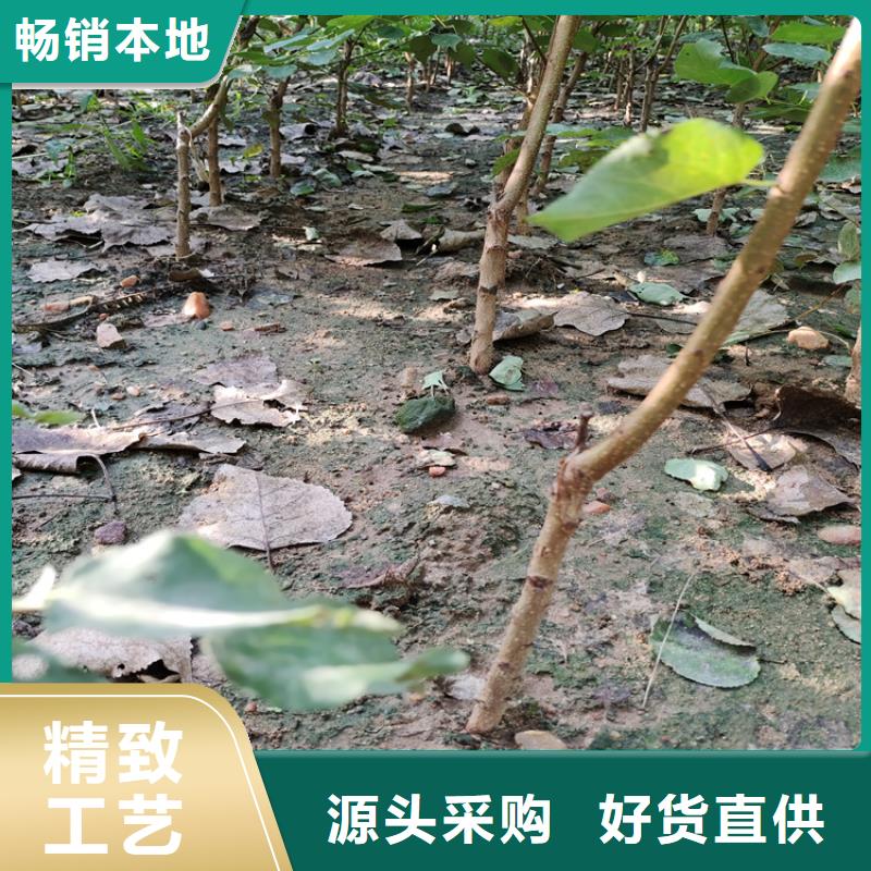 【李子苹果苗选择我们没错】