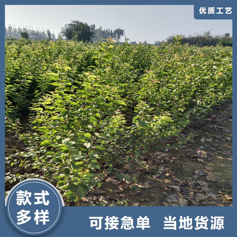 李子【杏树苗】厂家直销货源充足