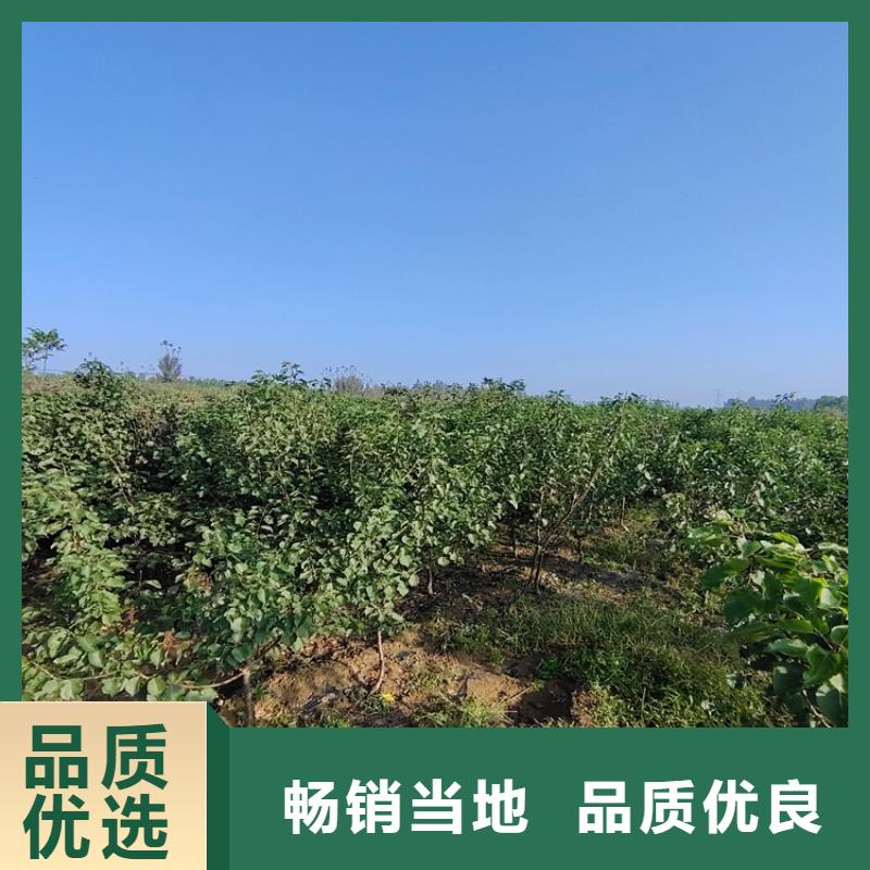 李子苹果苗本地配送