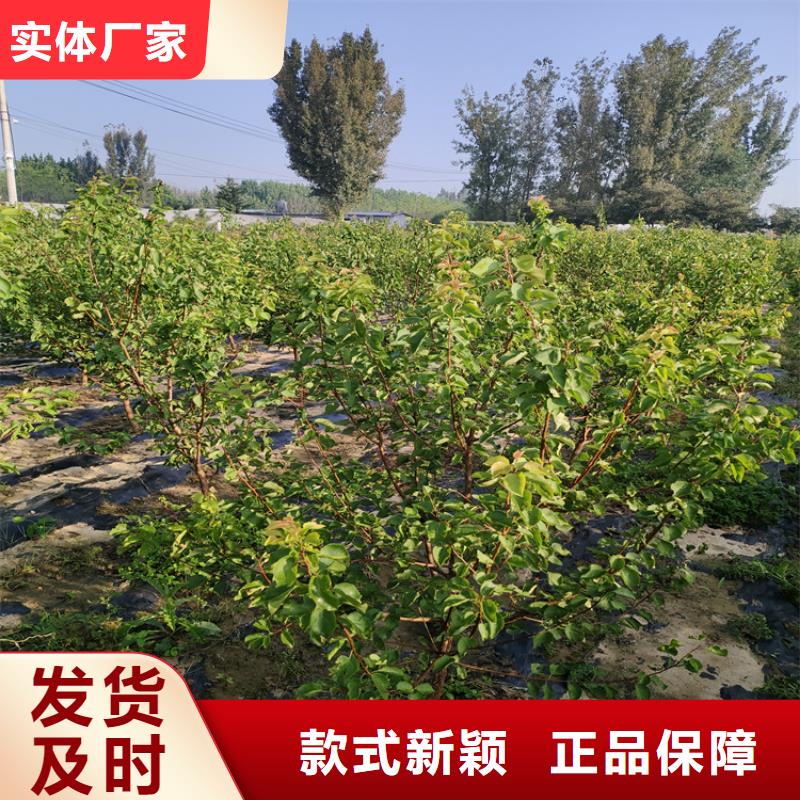 李子3公分软籽石榴苗好货直供