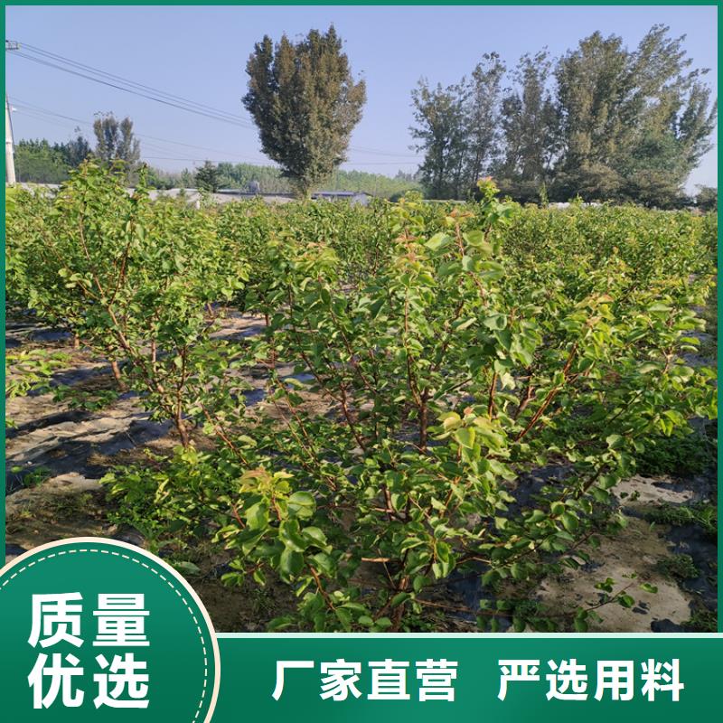 李子樱桃苗分类和特点