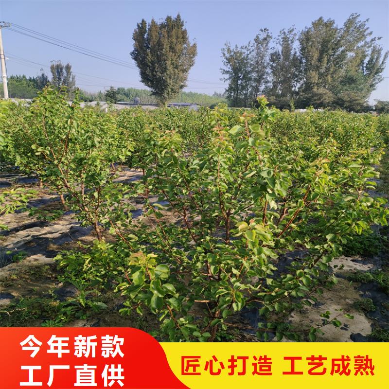 【李子苹果苗品质保障价格合理】