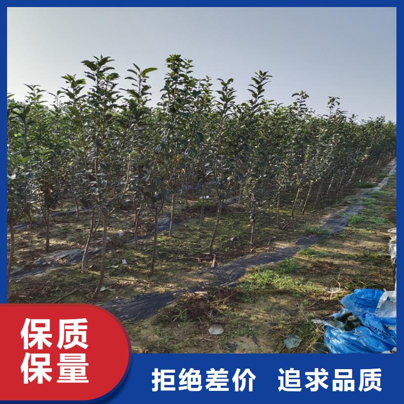 李子-北美冬青现货直发