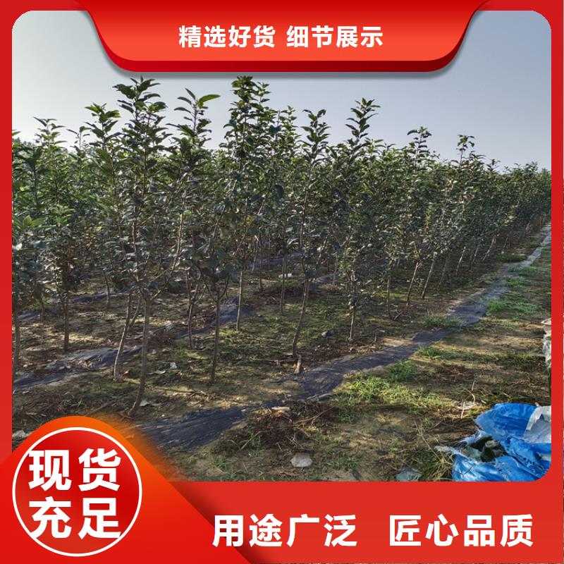 李子3公分软籽石榴苗好货直供