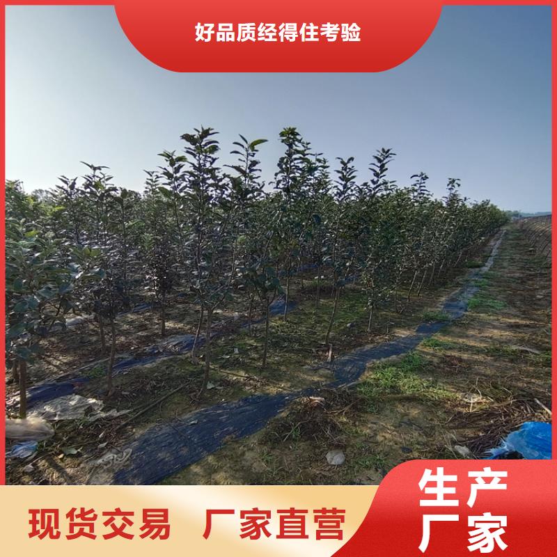 李子【桃树苗】实拍展现