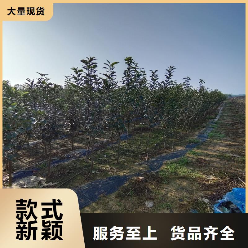 【李子苹果苗选择我们没错】