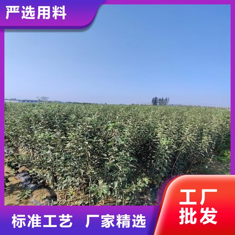 李子樱桃苗分类和特点