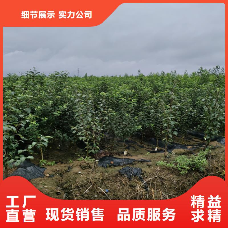 李子3公分软籽石榴苗好货直供