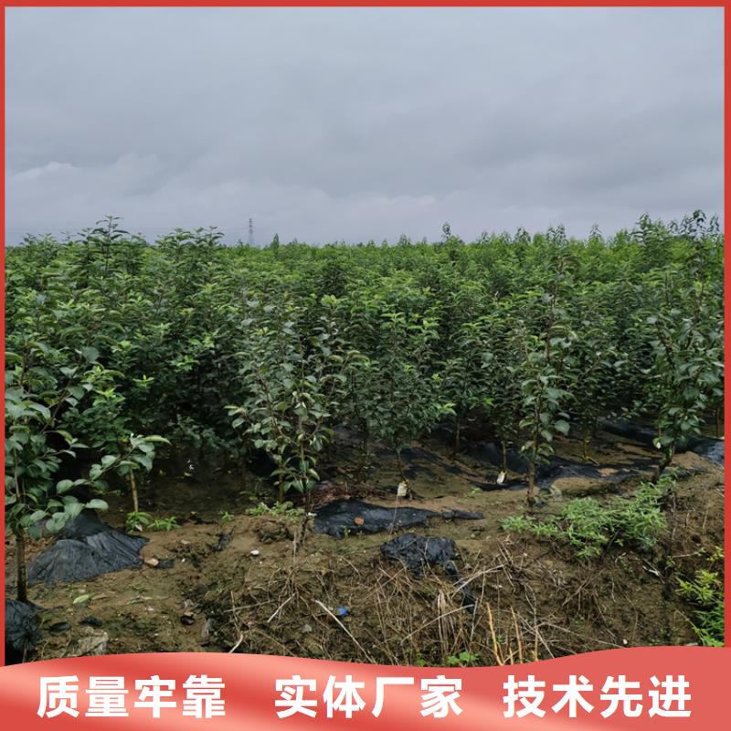 李子【桃树苗】实拍展现