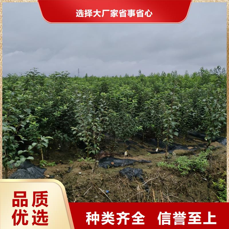 李子葡萄苗拒绝中间商