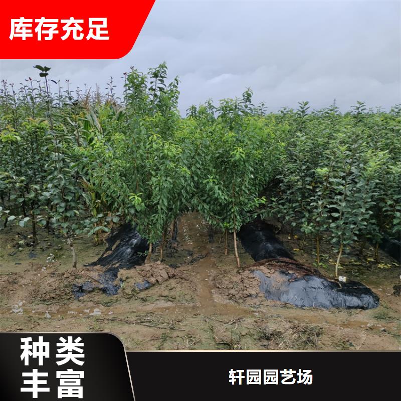 李子苹果苗本地配送