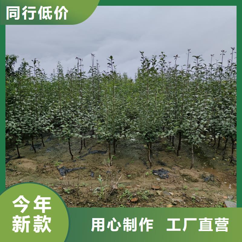 李子【苹果苗】贴心服务