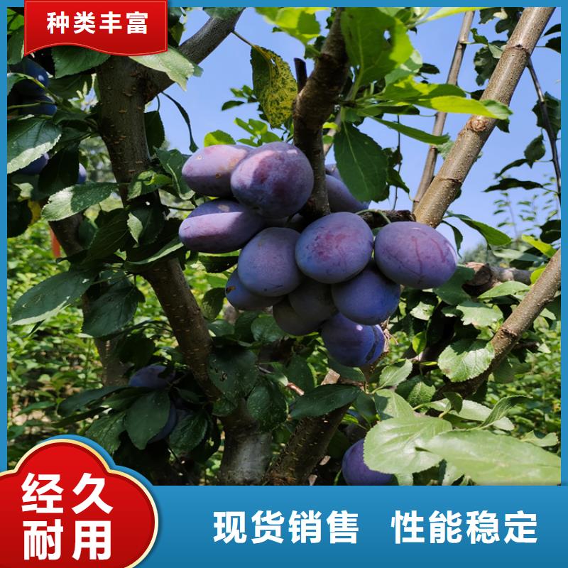 李子西瓜番石榴苗服务始终如一