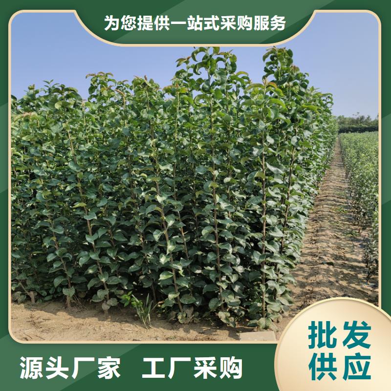 【李子】板栗苗敢与同行比服务