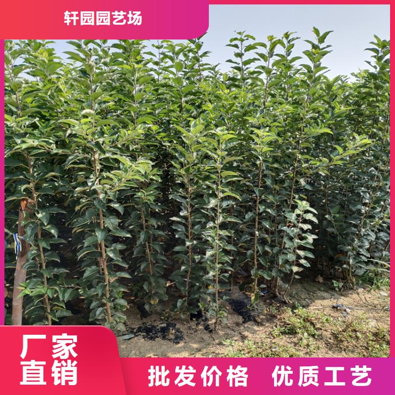 李子草莓苗生产加工
