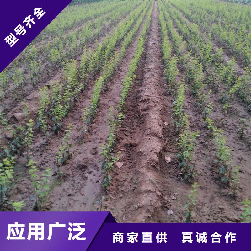 李子葡萄苗拒绝中间商