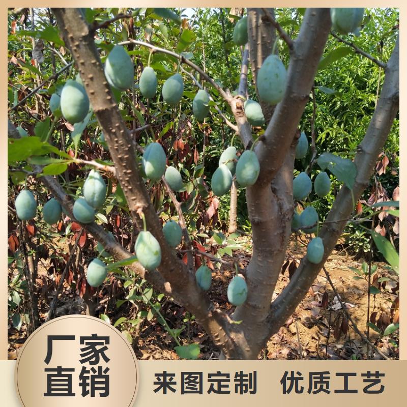 【李子苹果苗选择我们没错】