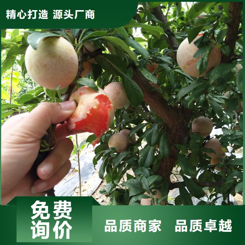 【李子苹果苗品质保障价格合理】