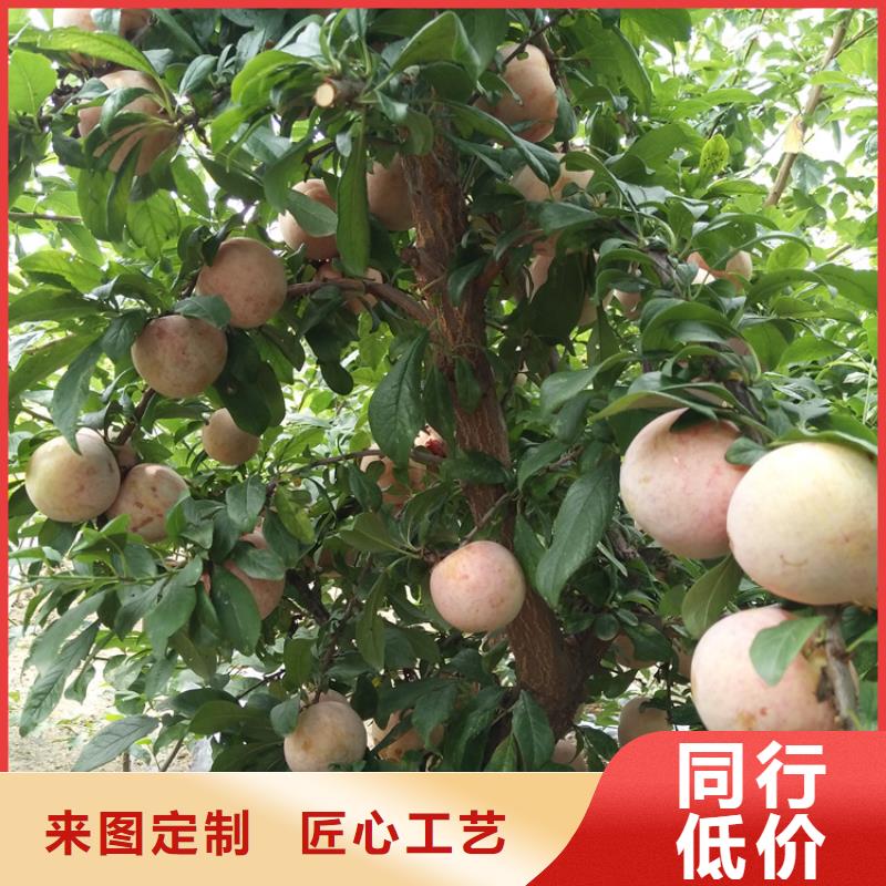 李子无花果苗用心经营