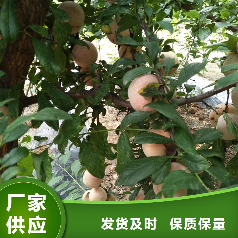 李子3公分软籽石榴苗好货直供