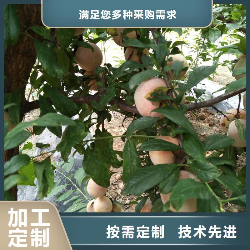 李子樱桃苗拥有多家成功案例
