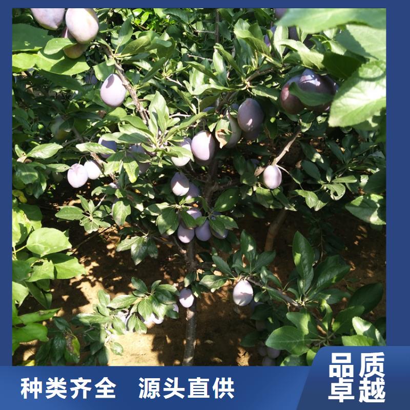 李子3公分软籽石榴苗好货直供