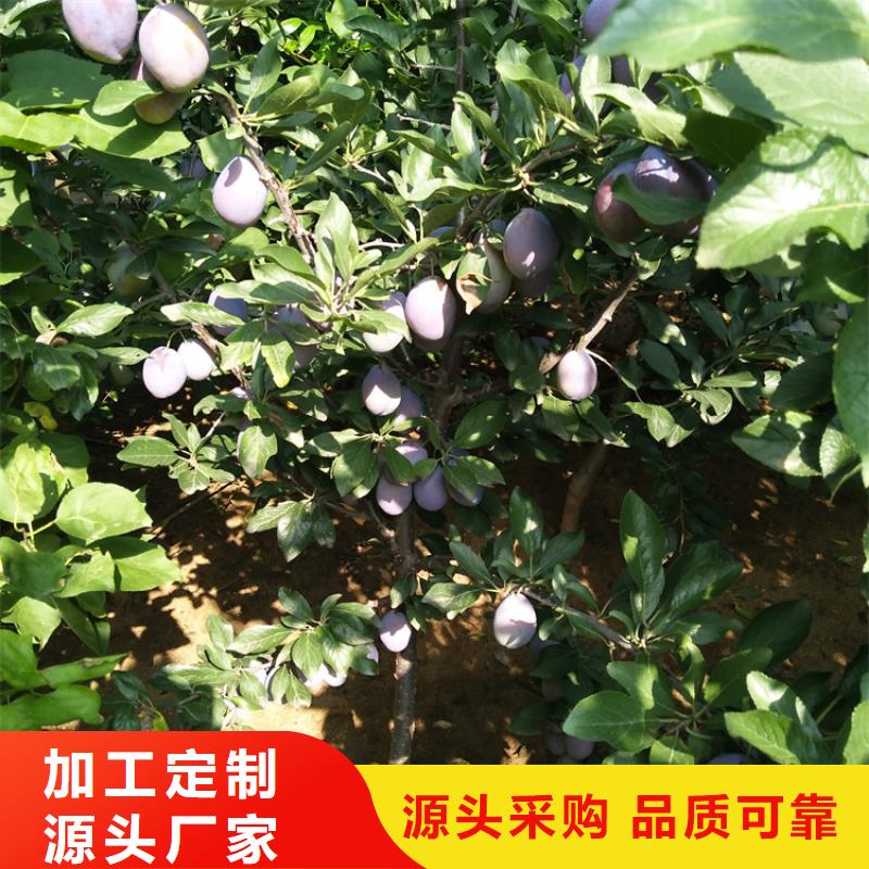 李子草莓苗生产加工