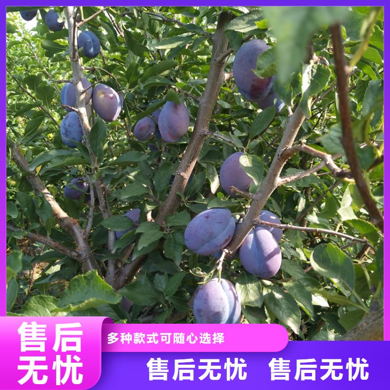 李子樱桃苗拥有多家成功案例
