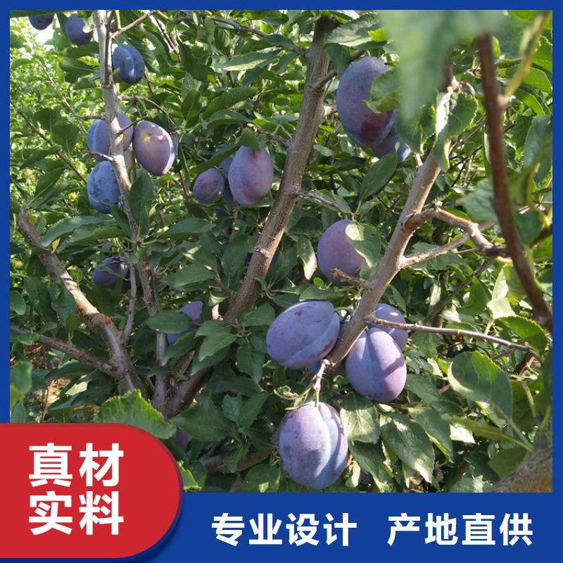 【李子】桃树苗定制零售批发