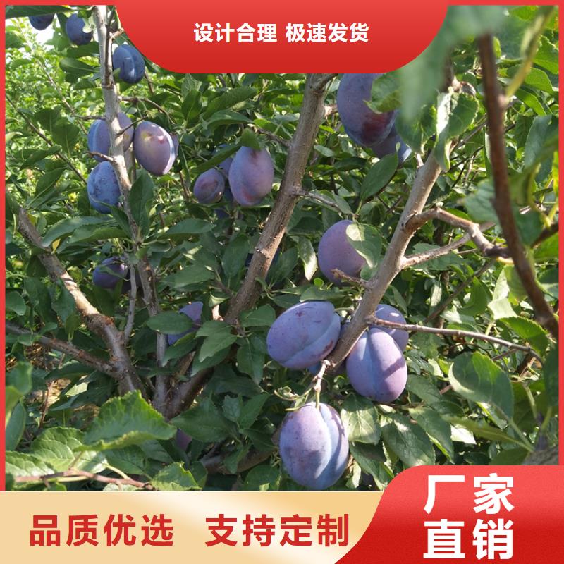 【李子】板栗苗敢与同行比服务